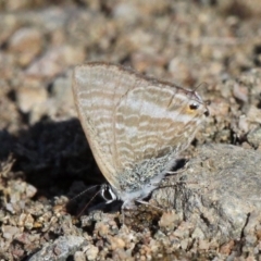 Lampides boeticus (Long-tailed Pea-blue) at Molonglo Valley, ACT - 7 Apr 2018 by HarveyPerkins