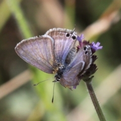 Lampides boeticus (Long-tailed Pea-blue) at Molonglo Valley, ACT - 7 Apr 2018 by HarveyPerkins