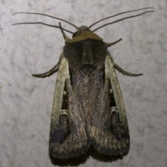 Proteuxoa tortisigna (Streaked Rictonis Moth) at Ainslie, ACT - 6 Apr 2018 by jbromilow50