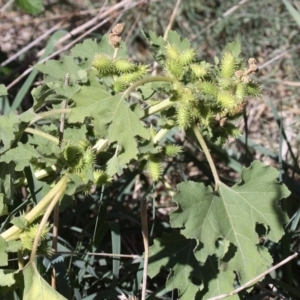 Xanthium occidentale at Stromlo, ACT - 2 Apr 2018