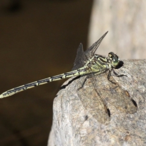 Austrogomphus guerini at Paddys River, ACT - 2 Apr 2018