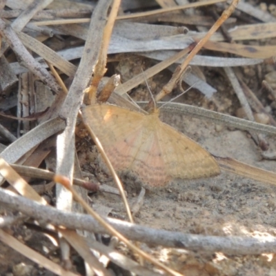 Scopula rubraria (Reddish Wave, Plantain Moth) at Tennent, ACT - 14 Mar 2018 by MichaelBedingfield