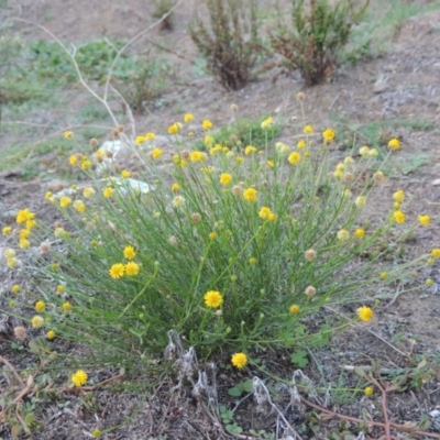 Calotis lappulacea (Yellow Burr Daisy) at Tennent, ACT - 14 Mar 2018 by MichaelBedingfield