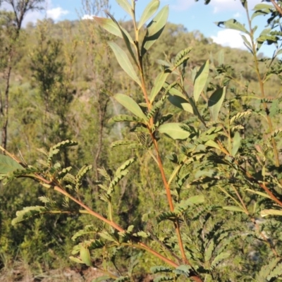 Acacia rubida (Red-stemmed Wattle, Red-leaved Wattle) at Gigerline Nature Reserve - 14 Mar 2018 by MichaelBedingfield