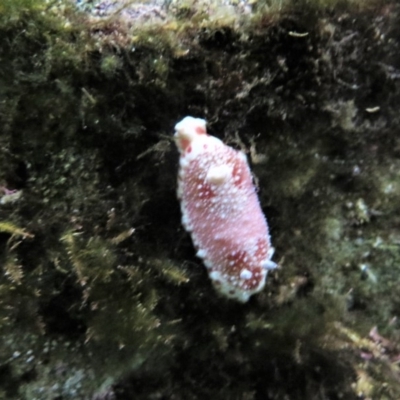 Goniobranchus tinctorius at The Blue Pool, Bermagui - 6 Apr 2018 by robndane