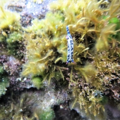 Hypselodoris obscura (Hypselodoris obscura) at The Blue Pool, Bermagui - 6 Apr 2018 by robndane