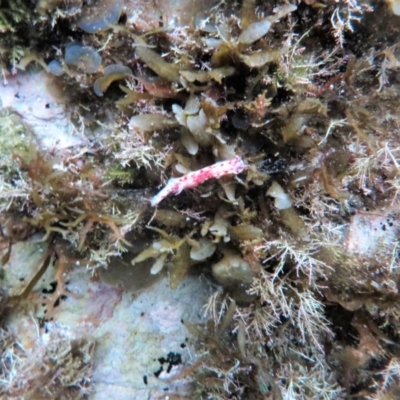 Ceratosoma amoenum (Clown Nudibranch) at The Blue Pool, Bermagui - 5 Apr 2018 by robndane