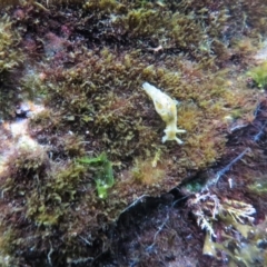 Aplysia parvula (Pygmy Seahare) at The Blue Pool, Bermagui - 7 Apr 2018 by robndane