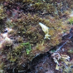 Aplysia parvula (Pygmy Seahare) at The Blue Pool, Bermagui - 6 Apr 2018 by robndane