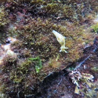 Aplysia parvula (Pygmy Seahare) at The Blue Pool, Bermagui - 6 Apr 2018 by robndane