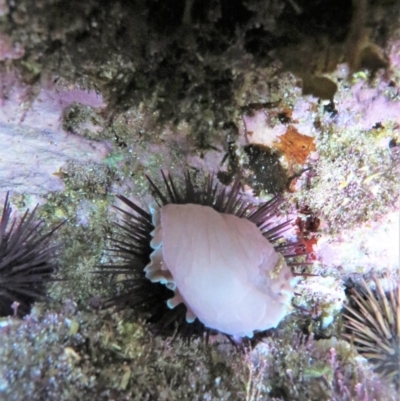 Hydatina physis (Brown-line Paperbubble) at The Blue Pool, Bermagui - 7 Apr 2018 by robndane