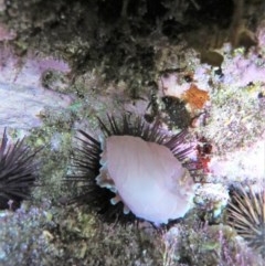 Unidentified Sea Slug, Sea Hare or Bubble Shell at The Blue Pool, Bermagui - 7 Apr 2018 by robndane