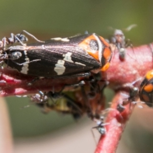 Eurymeloides pulchra at Stromlo, ACT - 7 Mar 2018