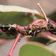 Eurymeloides pulchra at Stromlo, ACT - 7 Mar 2018