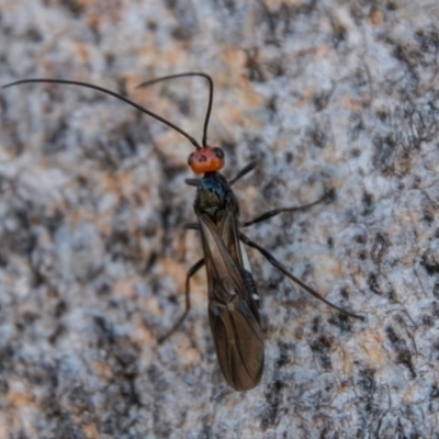 Callibracon capitator (White Flank Black Braconid Wasp) at Stromlo, ACT - 7 Mar 2018 by SWishart