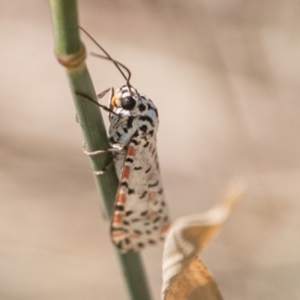 Utetheisa pulchelloides at Stromlo, ACT - 7 Mar 2018