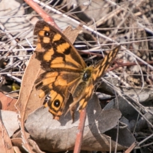 Heteronympha paradelpha at Stromlo, ACT - 7 Mar 2018