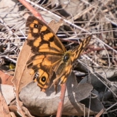 Heteronympha paradelpha at Stromlo, ACT - 7 Mar 2018 02:23 PM