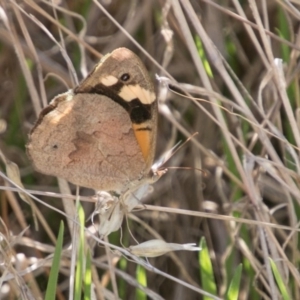 Heteronympha merope at Chapman, ACT - 7 Mar 2018