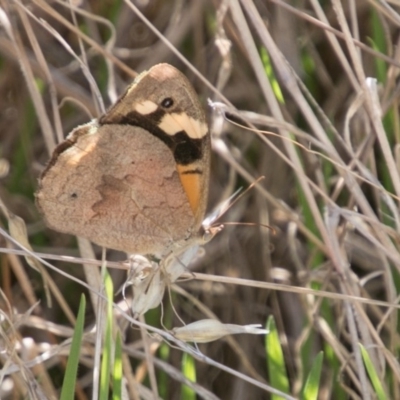 Heteronympha merope (Common Brown Butterfly) at Chapman, ACT - 7 Mar 2018 by SWishart