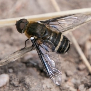 Villa sp. (genus) at Chapman, ACT - 7 Mar 2018 02:11 PM