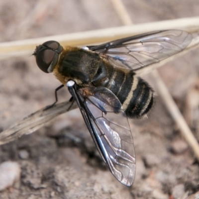Villa sp. (genus) (Unidentified Villa bee fly) at Chapman, ACT - 7 Mar 2018 by SWishart