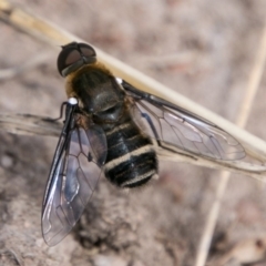 Villa sp. (genus) at Chapman, ACT - 7 Mar 2018 02:11 PM