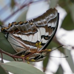 Charaxes sempronius (Tailed Emperor) at Chapman, ACT - 7 Mar 2018 by SWishart