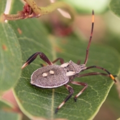 Mictis profana (Crusader Bug) at Chapman, ACT - 7 Mar 2018 by SWishart