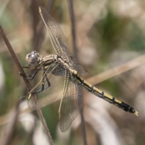 Orthetrum caledonicum at Chapman, ACT - 7 Mar 2018