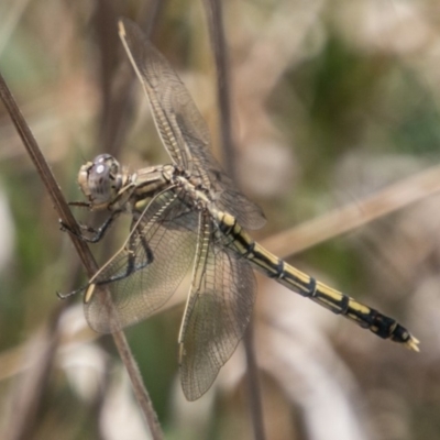 Orthetrum caledonicum (Blue Skimmer) at Chapman, ACT - 7 Mar 2018 by SWishart