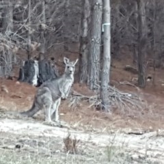 Macropus giganteus (Eastern Grey Kangaroo) at Isaacs, ACT - 8 Apr 2018 by Mike