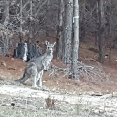 Macropus giganteus (Eastern Grey Kangaroo) at Isaacs, ACT - 8 Apr 2018 by Mike