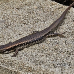 Eulamprus heatwolei (Yellow-bellied Water Skink) at Eden, NSW - 19 Mar 2016 by JohnBundock