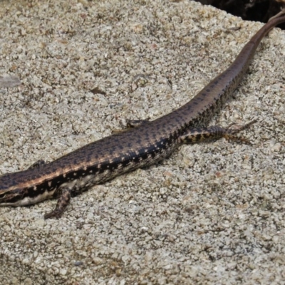 Eulamprus heatwolei (Yellow-bellied Water Skink) at Eden, NSW - 19 Mar 2016 by JohnBundock