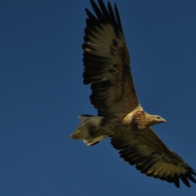 Haliaeetus leucogaster (White-bellied Sea-Eagle) at Merimbula, NSW - 18 Mar 2016 by JohnBundock