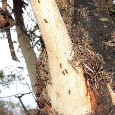 Papyrius nitidus (Shining Coconut Ant) at Paddys River, ACT - 25 Mar 2018 by michaelb