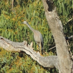 Egretta novaehollandiae at Tennent, ACT - 14 Mar 2018 06:39 PM