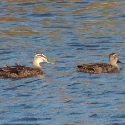 Anas superciliosa (Pacific Black Duck) at Tennent, ACT - 14 Mar 2018 by michaelb