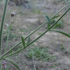 Verbena incompta (Purpletop) at Tennent, ACT - 14 Mar 2018 by michaelb