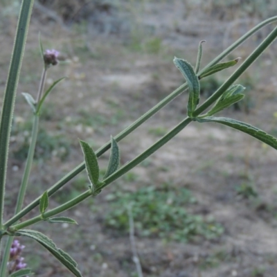 Verbena incompta (Purpletop) at Tennent, ACT - 14 Mar 2018 by michaelb