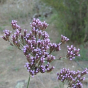 Verbena incompta at Tennent, ACT - 14 Mar 2018 06:43 PM