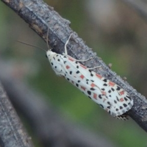 Utetheisa pulchelloides at Tennent, ACT - 14 Mar 2018