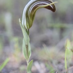 Diplodium truncatum at Yass River, NSW - 7 Apr 2018