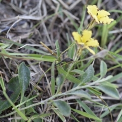 Goodenia hederacea (Ivy Goodenia) at Gang Gang at Yass River - 7 Apr 2018 by SueMcIntyre