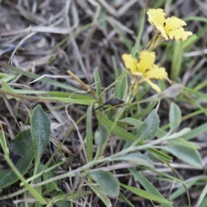 Goodenia hederacea at Yass River, NSW - 7 Apr 2018