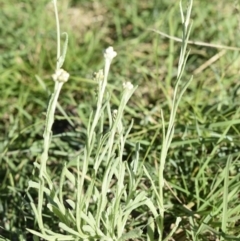 Pseudognaphalium luteoalbum (Jersey Cudweed) at Gang Gang at Yass River - 7 Apr 2018 by SueMcIntyre