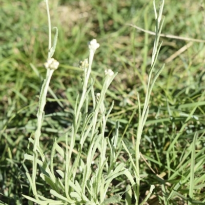 Pseudognaphalium luteoalbum (Jersey Cudweed) at Yass River, NSW - 7 Apr 2018 by SueMcIntyre