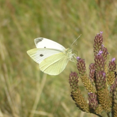 Pieris rapae (Cabbage White) at Paddys River, ACT - 8 Apr 2018 by MatthewFrawley