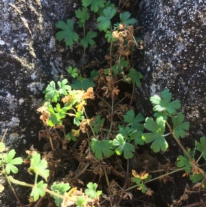 Geranium sp. at Mount Fairy, NSW - 7 Apr 2018